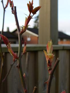 gallery_5307_533_52085.jpg