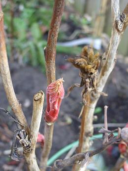gallery_5307_535_27279.jpg