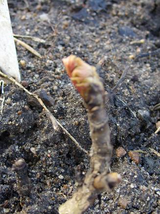gallery_5307_535_48446.jpg