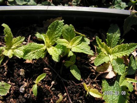 gallery_1786_1732_85055.jpg