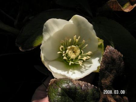 gallery_1786_952_41200.jpg