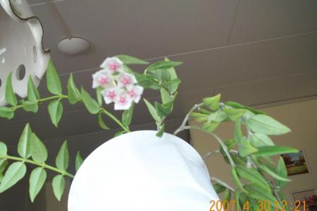 gallery_14472_1999_19035.jpg