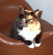 tn_gallery_14472_1998_23819.gif
