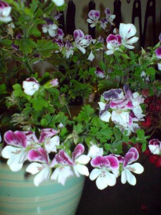 gallery_14472_2000_109276.jpg