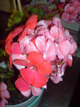 gallery_14472_2000_112533.jpg