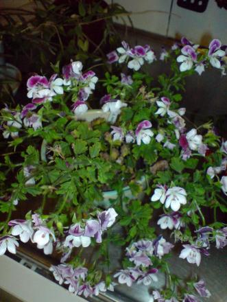 gallery_14472_2000_285120.jpg