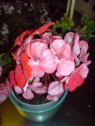 gallery_14472_2000_60911.jpg
