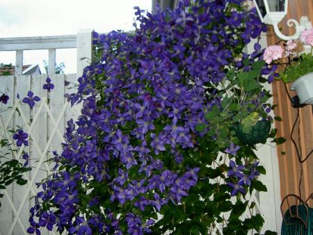 gallery_9134_894_109231.jpg