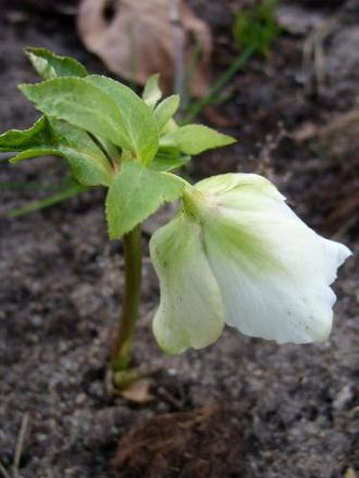 gallery_5307_2015_13669.jpg