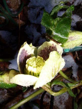 gallery_5307_2015_523.jpg