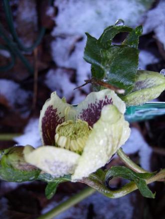 gallery_5307_2015_79261.jpg