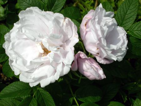 gallery_276_1645_14705.jpg