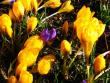 tn_gallery_4113_1870_119718.jpg