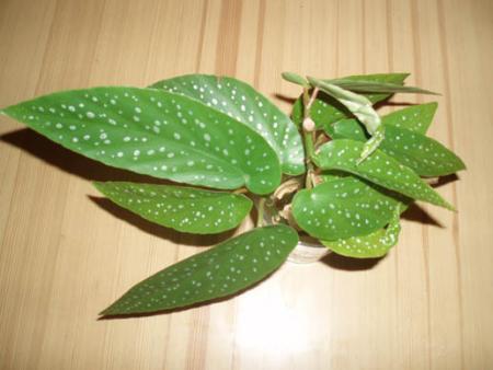 gallery_14368_1970_50900.jpg