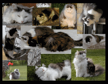 gallery_5429_2022_10549.gif