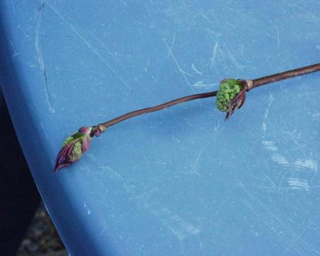 gallery_8024_858_36211.jpg