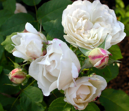 gallery_276_1247_1308.jpg
