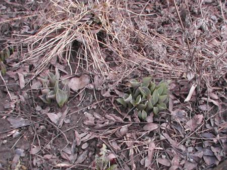 gallery_10191_1987_12030.jpg