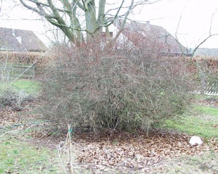 gallery_8024_858_125724.jpg
