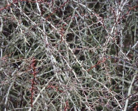 gallery_8024_858_25909.jpg