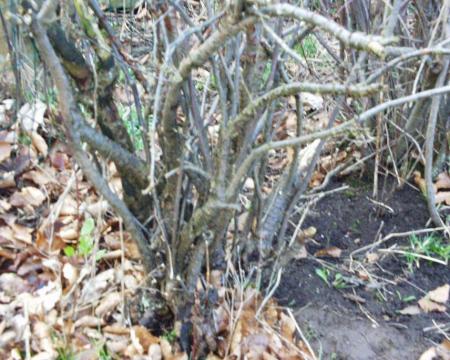 gallery_8024_858_47116.jpg