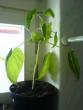 tn_gallery_10257_418_200850.jpg