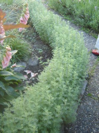 gallery_2985_1331_137467.jpg