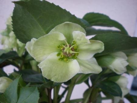 gallery_13141_1810_58180.jpg