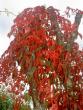 tn_gallery_14751_14_6112.jpg