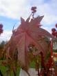 tn_gallery_14751_2066_28243.jpg