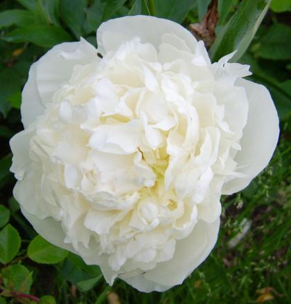 gallery_14731_2063_142141.jpg