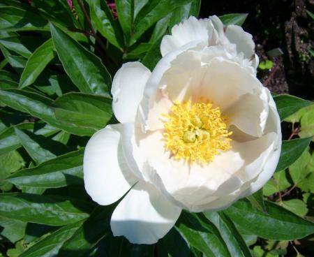 gallery_14731_2063_273641.jpg