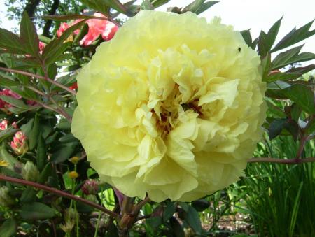 gallery_14731_2063_86564.jpg