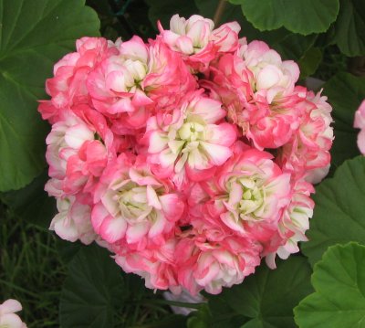 gallery_7001_2088_15513.jpg