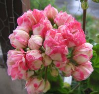 gallery_7001_2088_11833.jpg