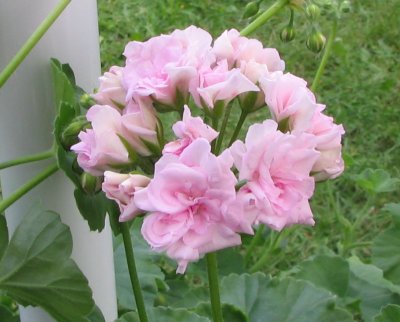 gallery_7001_2088_455.jpg