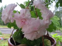 gallery_7001_2088_484.jpg