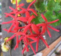 gallery_7001_2088_9132.jpg