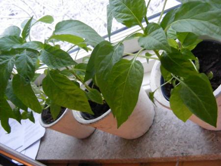 gallery_14821_2089_15815.jpg