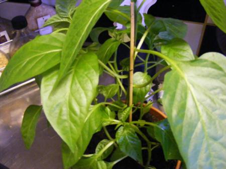 gallery_14821_2089_178630.jpg