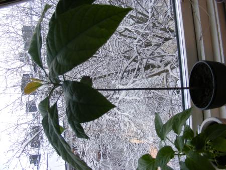 gallery_14821_2089_259945.jpg