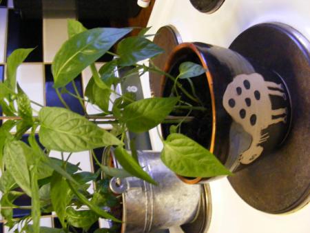 gallery_14821_2089_58153.jpg