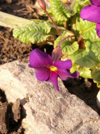 gallery_5327_2094_110156.jpg