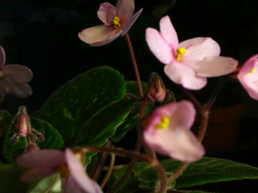 gallery_2821_2099_94613.jpg