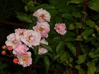 gallery_5307_533_17603.jpg