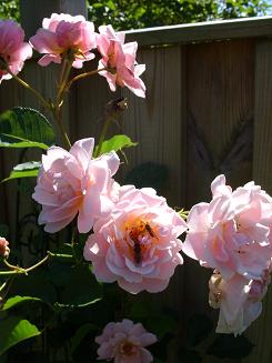 gallery_5307_533_3584.jpg