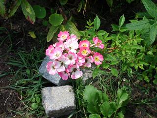 gallery_5307_533_58571.jpg