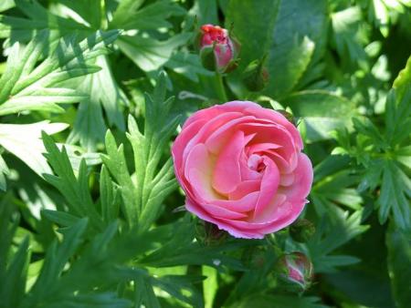 gallery_5307_533_25562.jpg