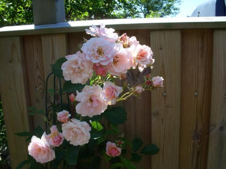 gallery_5307_533_88540.jpg