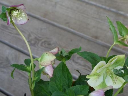 gallery_5307_2015_31109.jpg